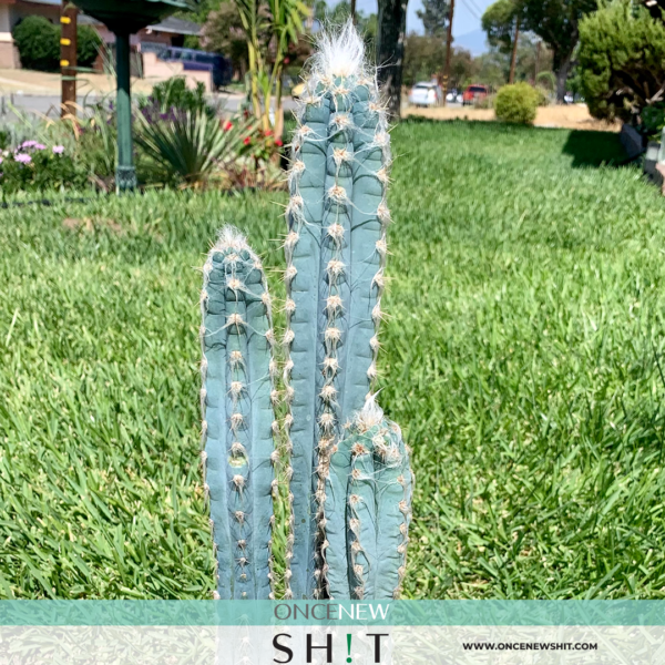 Once New Shit - Pilosocereus Azureus Blue Candle Cactus Plant