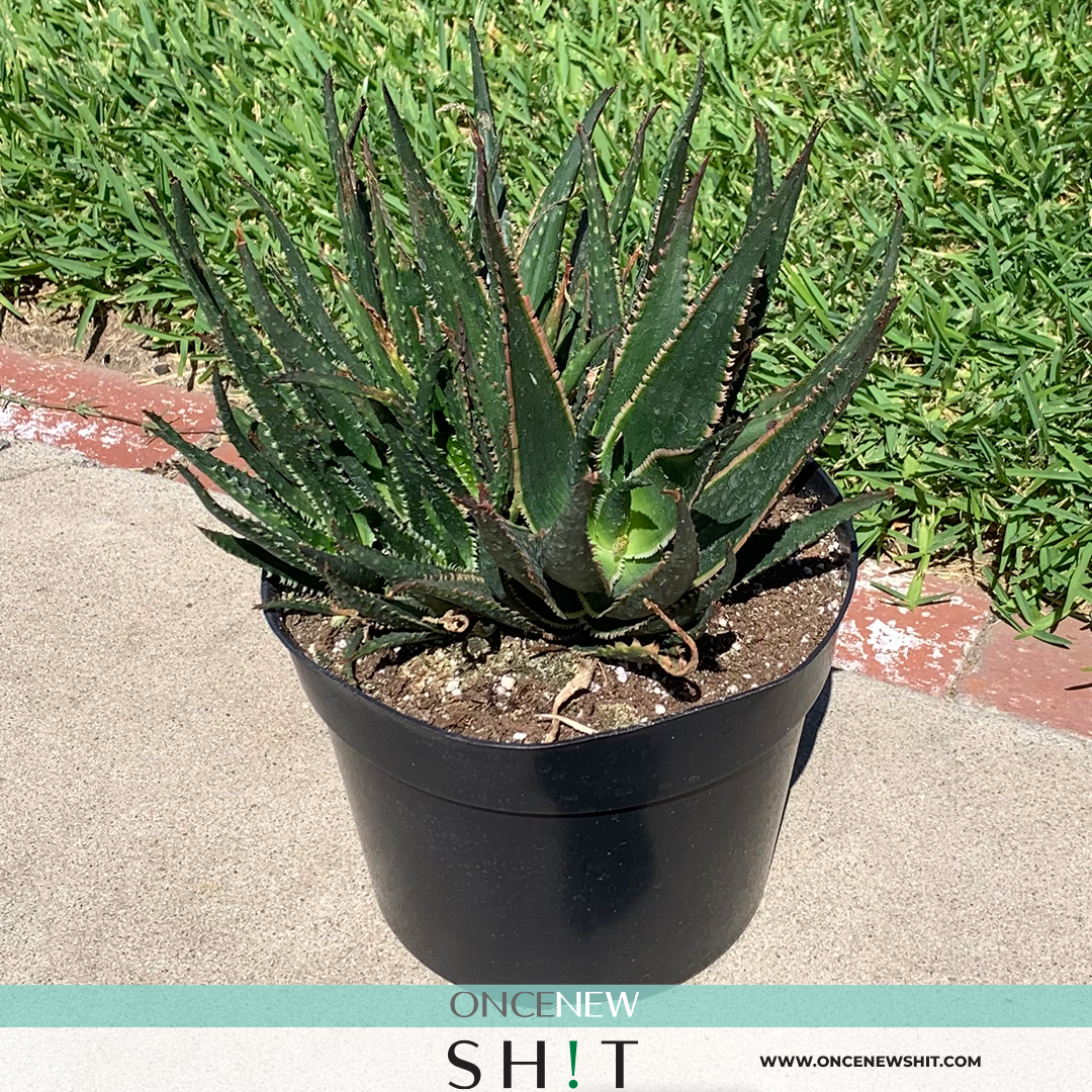 Once New Shit - Star Aloe Coral Fire Plant