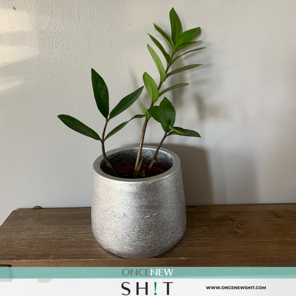Once New Shit - Zz Plant with Vase