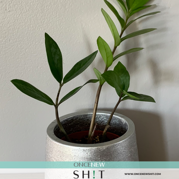 Once New Shit - Zz Plant with Vase